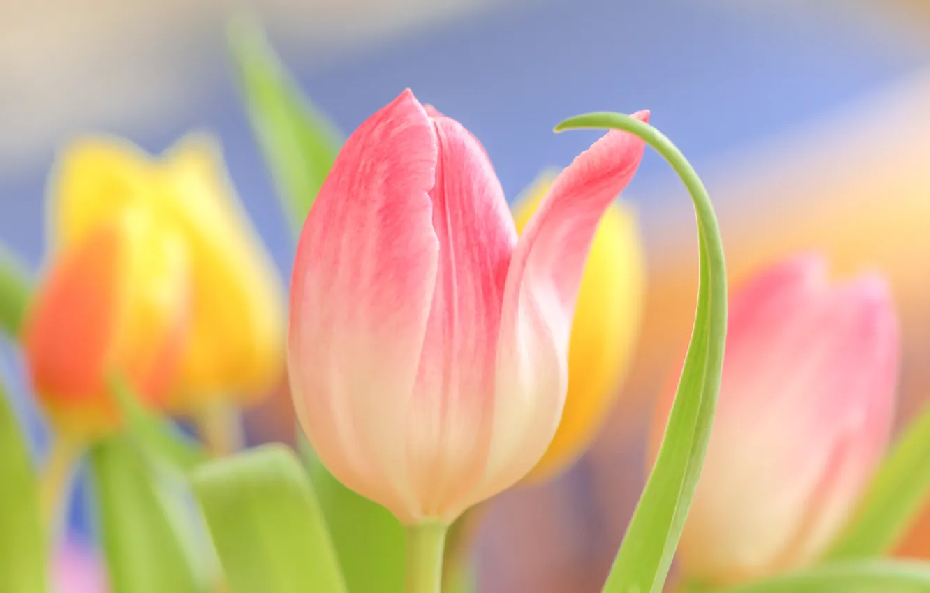 Photo wallpaper macro, tulips, buds, bokeh
