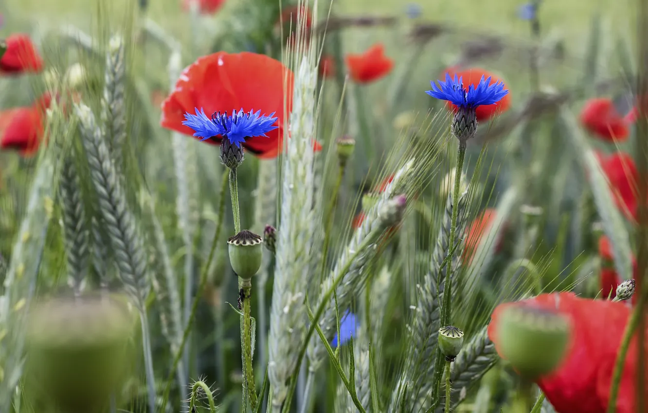 Photo wallpaper Maki, ears, cornflowers