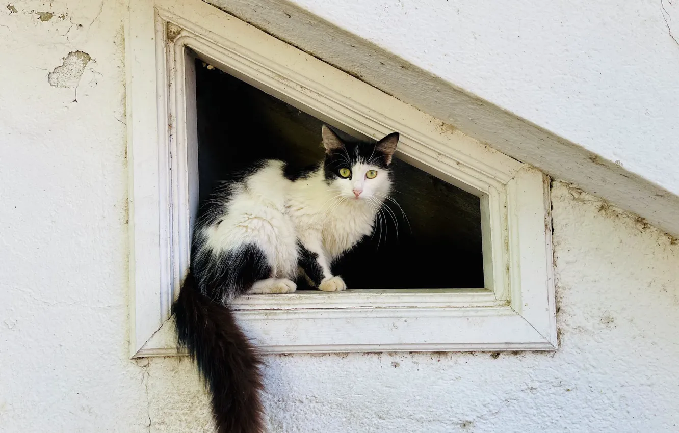 Photo wallpaper cat, look, wool