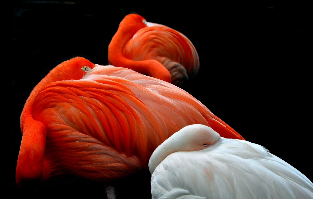 Photo wallpaper birds, background, feathers, Flamingo