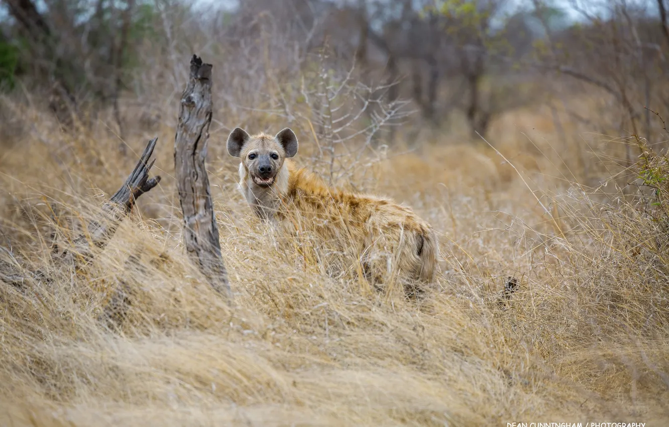 Photo wallpaper predator, hyena, Africa