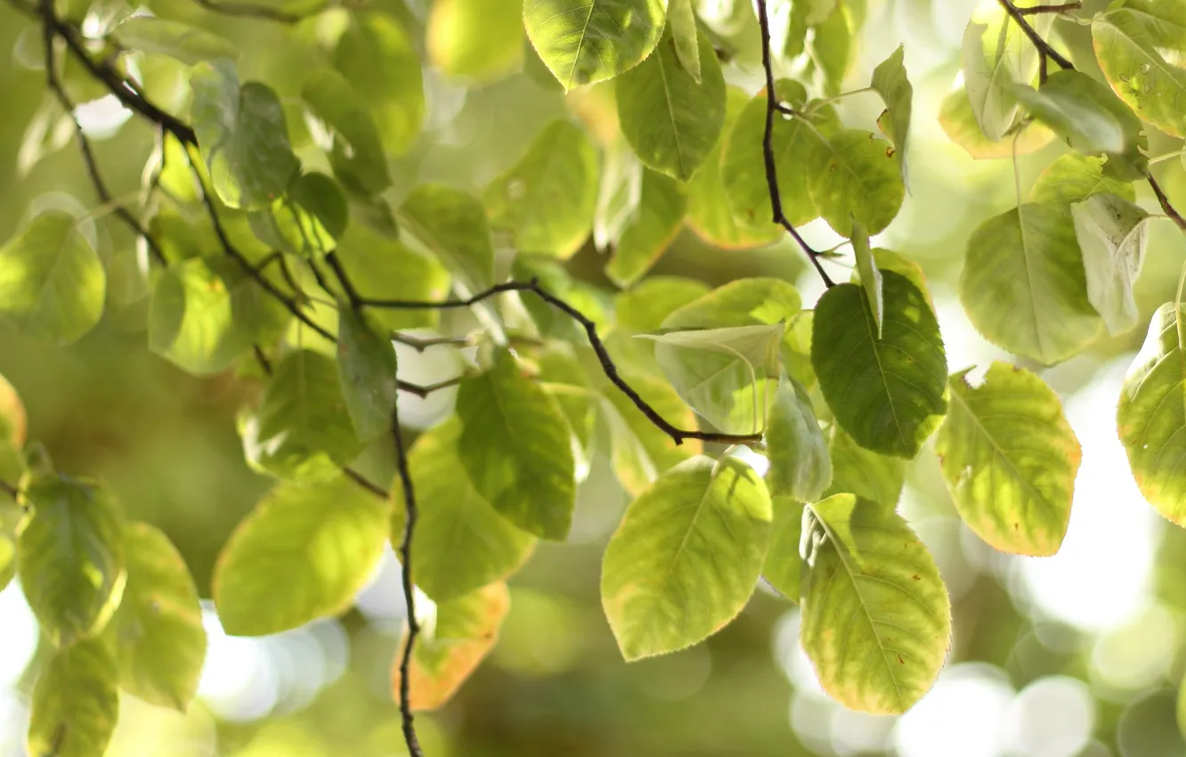 Photo wallpaper greens, leaves, macro, trees, joy, freshness, nature, foliage