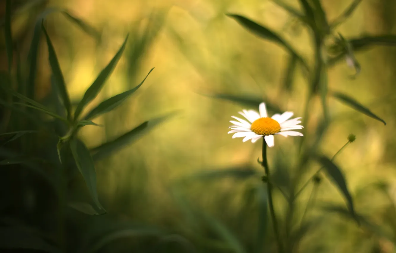 Photo wallpaper leaves, flowers, background, widescreen, Wallpaper, chamomile, blur, stem