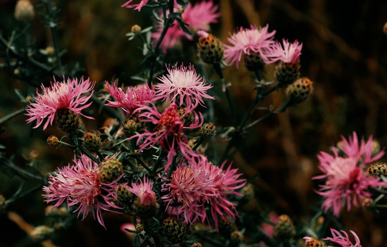 Photo wallpaper flower, pink, meadow