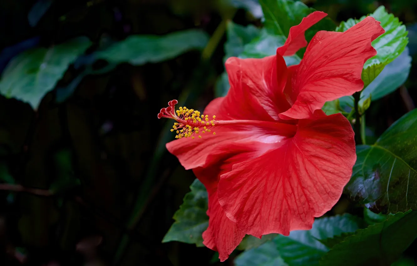 Photo wallpaper close-up, red, petals, hibiscus