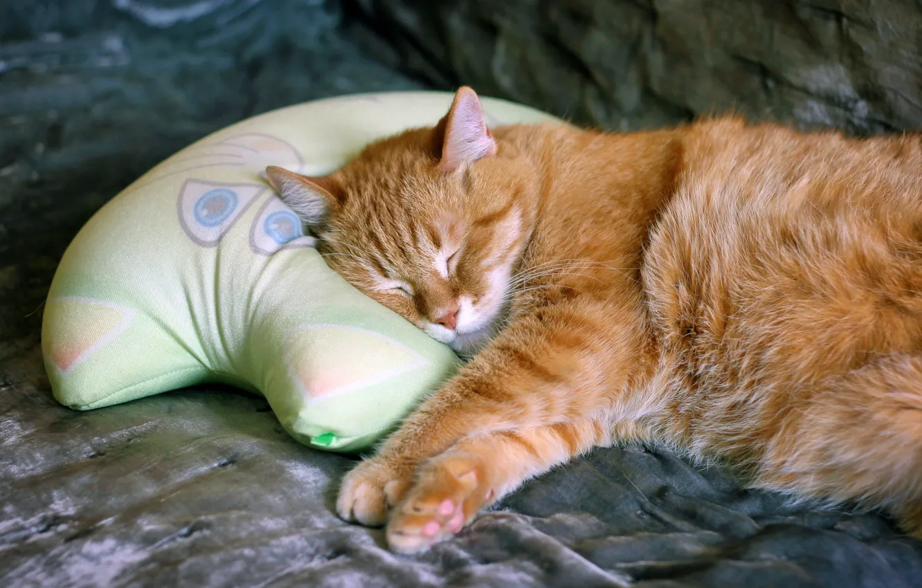 Photo wallpaper cat, cat, face, comfort, background, sleep, cat, pillow
