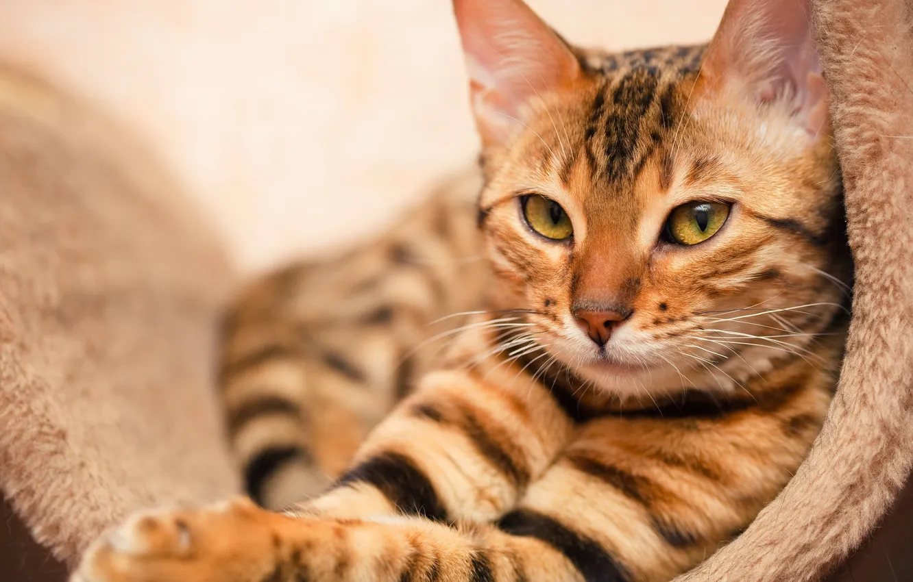 Photo wallpaper cat, look, face