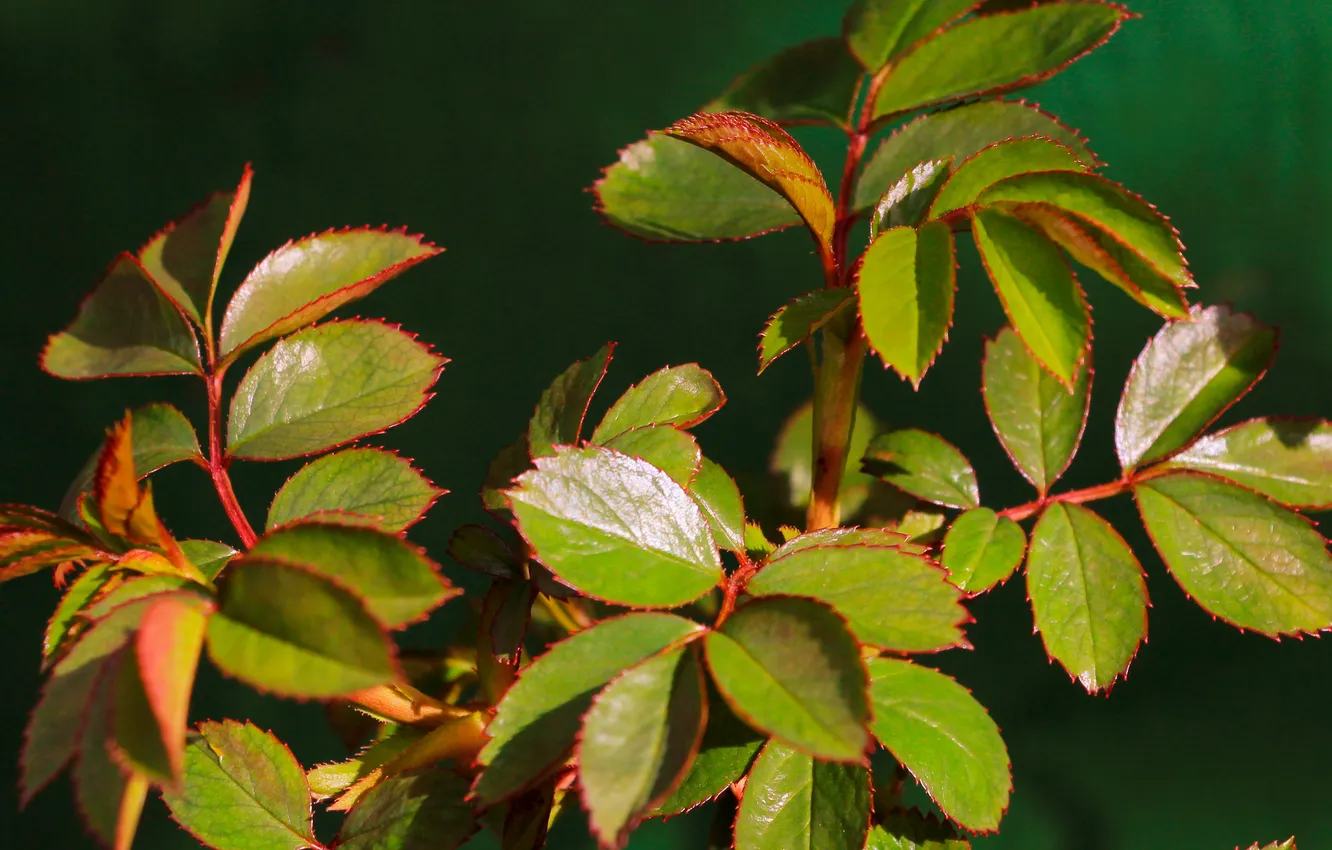 Photo wallpaper leaf, plant, twig