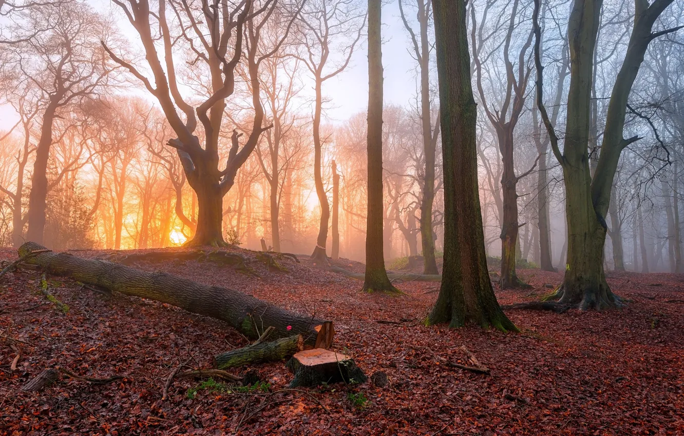 Photo wallpaper forest, trees, fog, morning