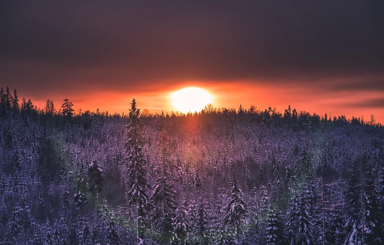 Photo wallpaper forest, sunset, nature
