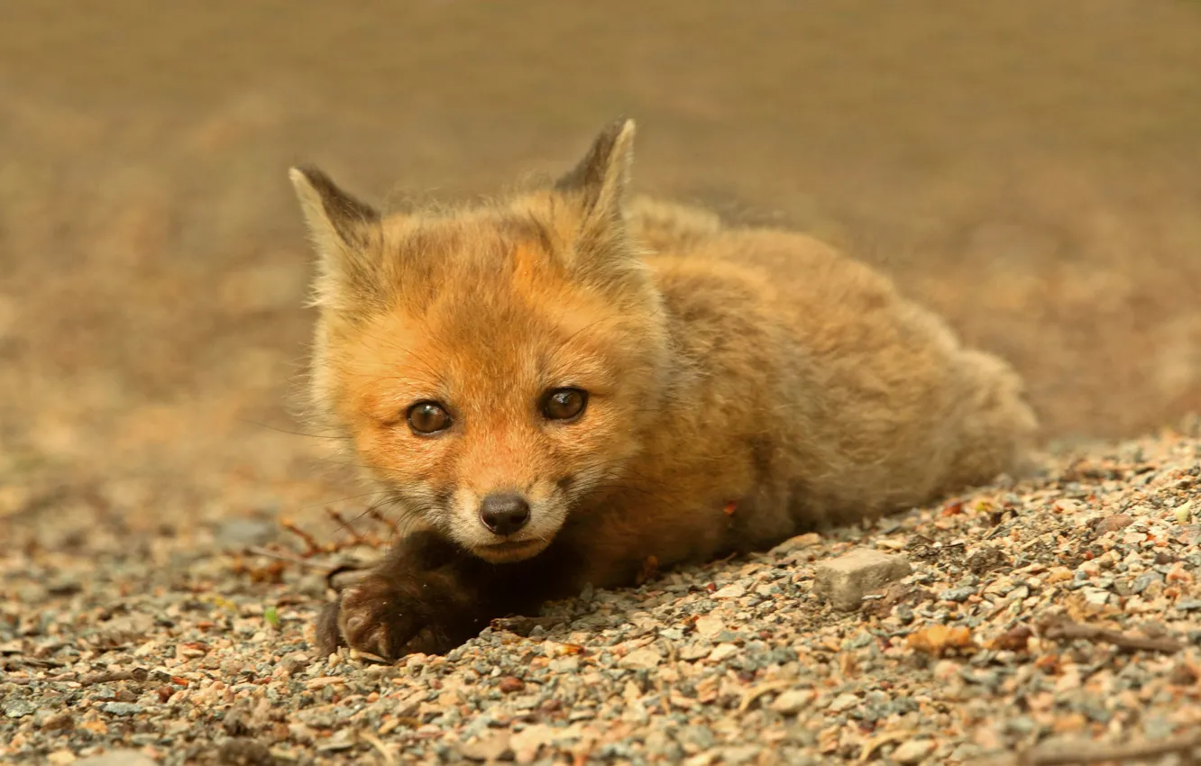 Photo wallpaper lies, red, looks, Fox