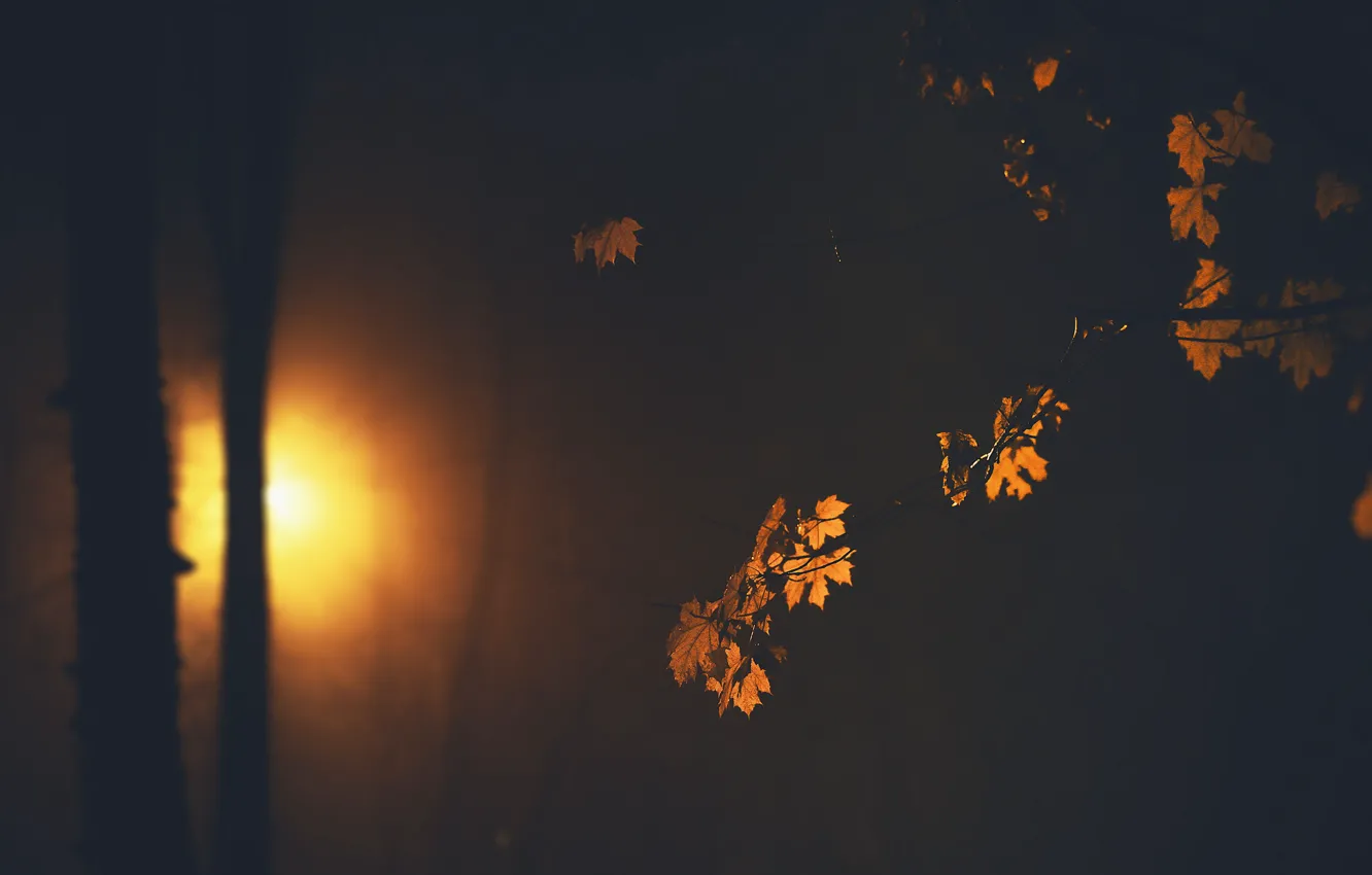 Photo wallpaper leaves, night, nature