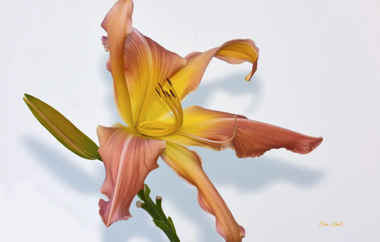 Photo wallpaper flowers, orange, daylilies