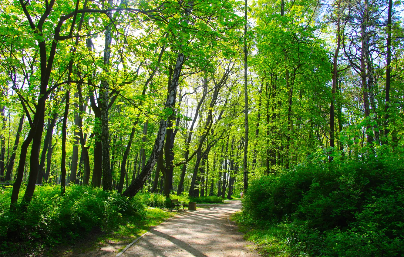 Photo wallpaper trees, park, spring, alley