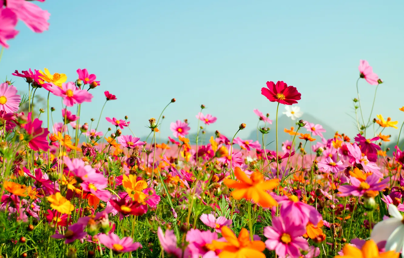 Photo wallpaper field, summer, flowers, colorful, meadow, summer, field, pink