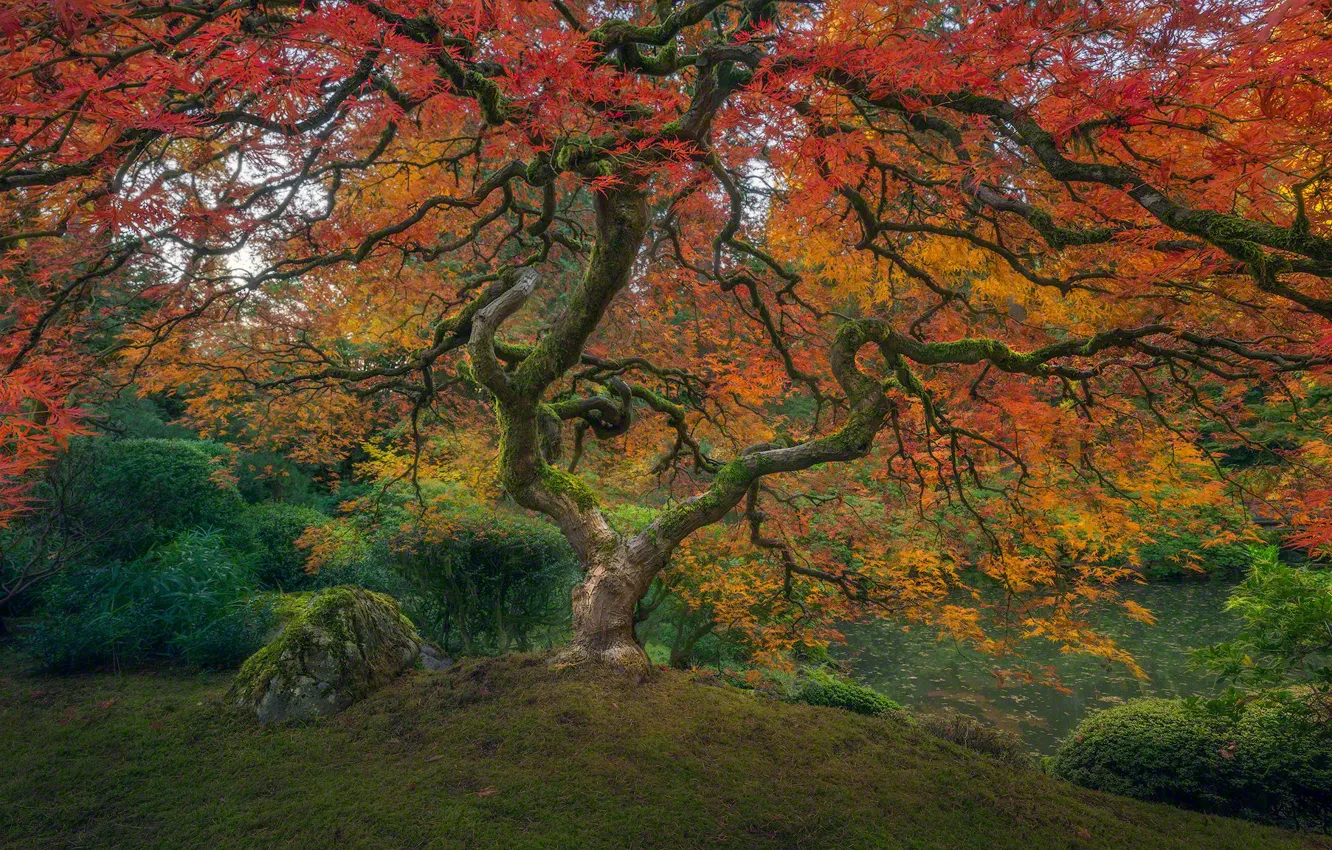Photo wallpaper colorful, USA, grass, Oregon, nature, Portland, park, autumn