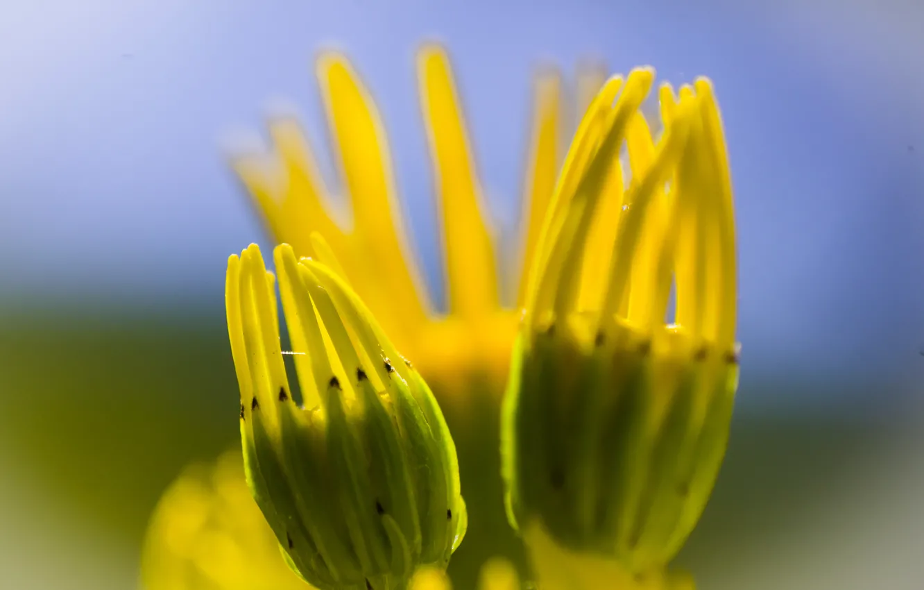 Photo wallpaper flowers, nature, still life, flora, yellow flowers