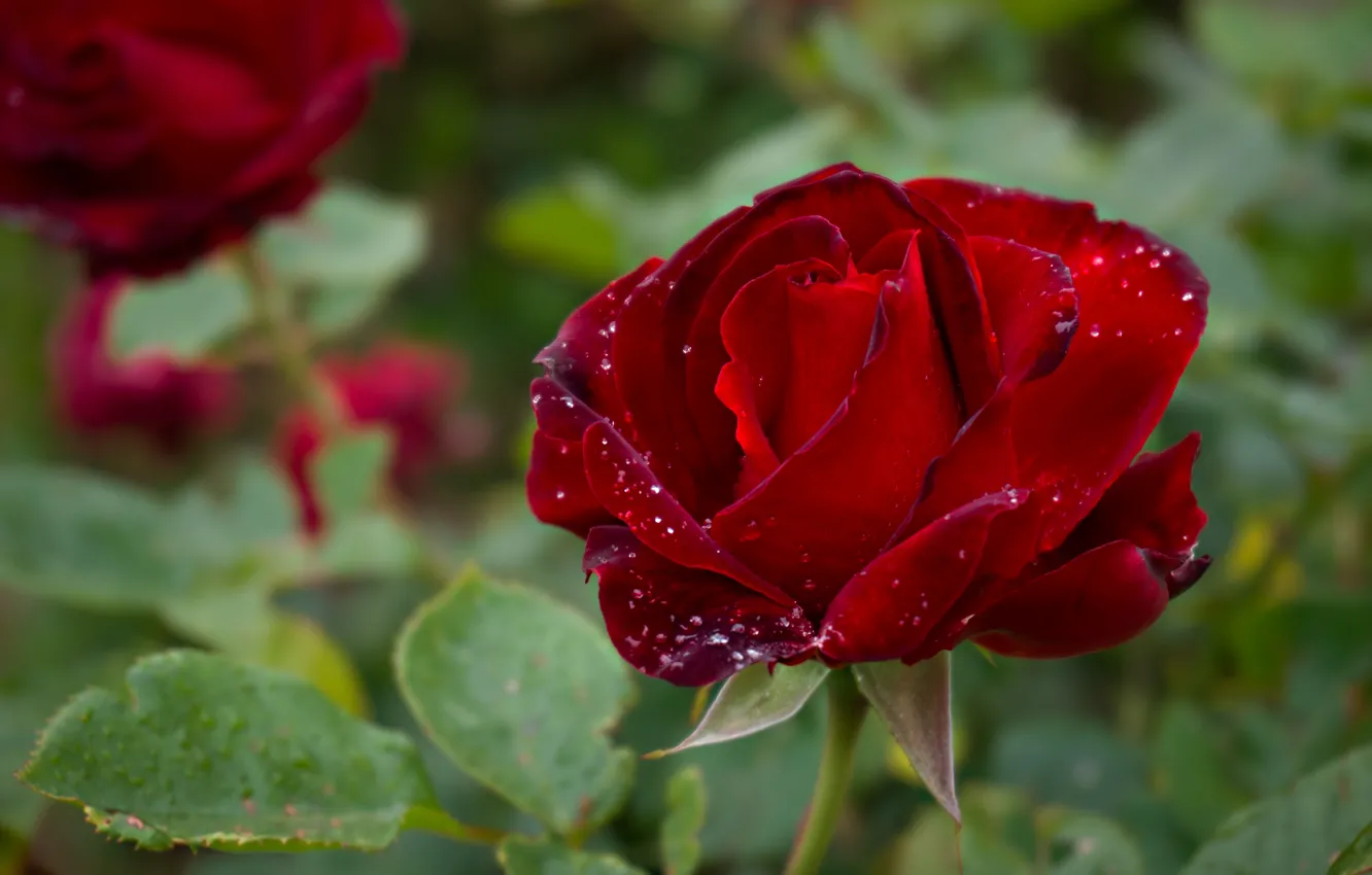 Photo wallpaper greens, summer, leaves, drops, flowers, nature, roses