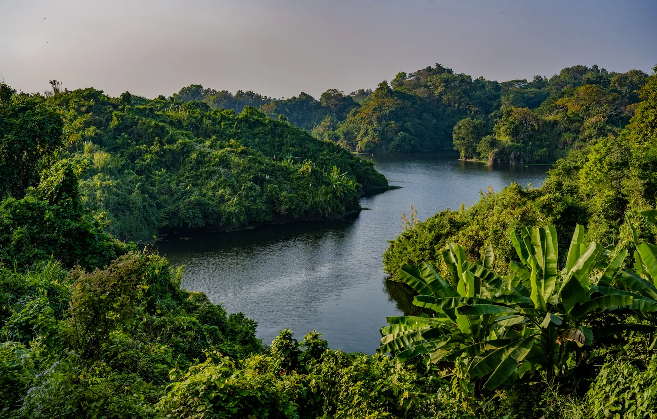Photo wallpaper forest, nature, river, jungle, Bangladesh