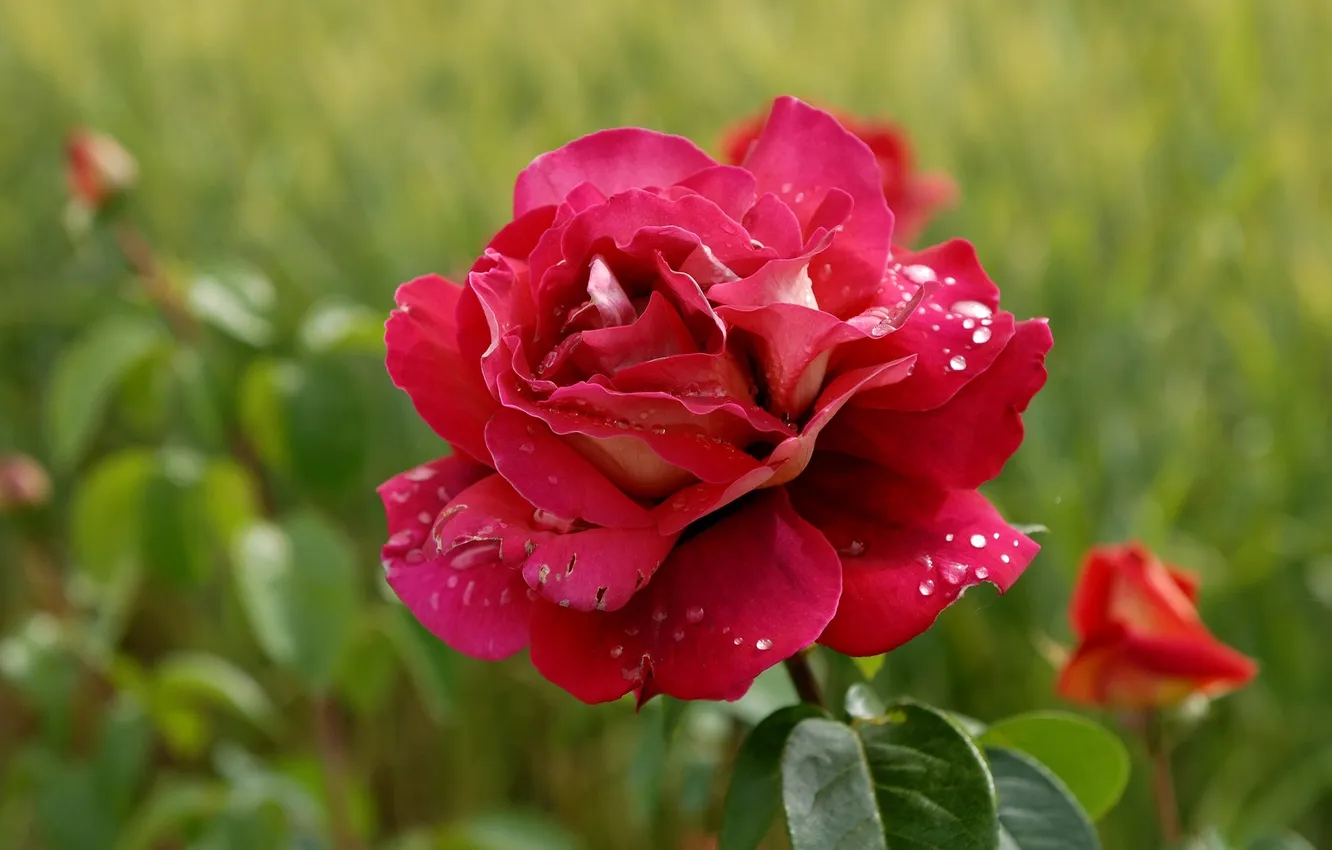 Photo wallpaper drops, Rosa, roses