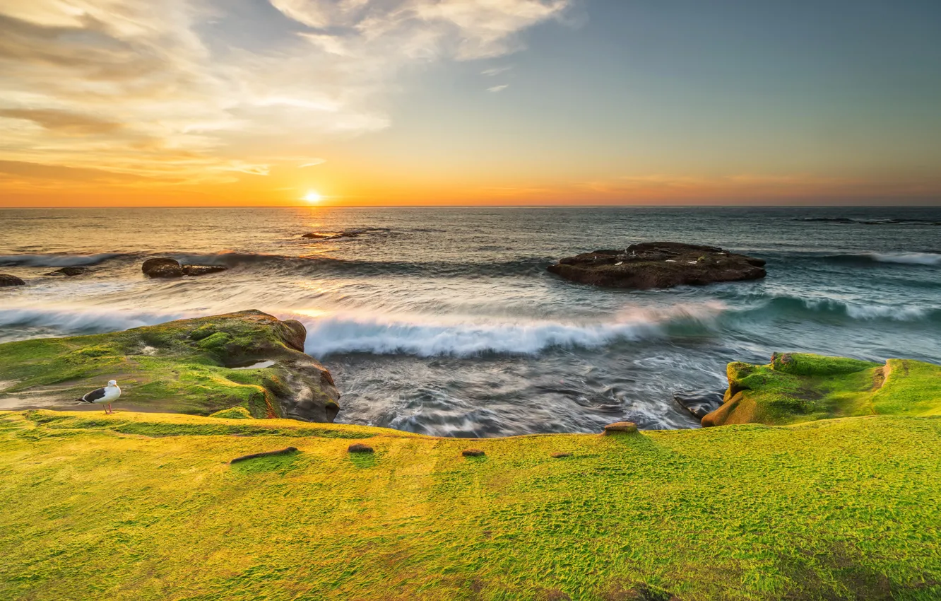 Photo wallpaper sea, the sun, stones, dawn, coast, moss, Seagull, horizon