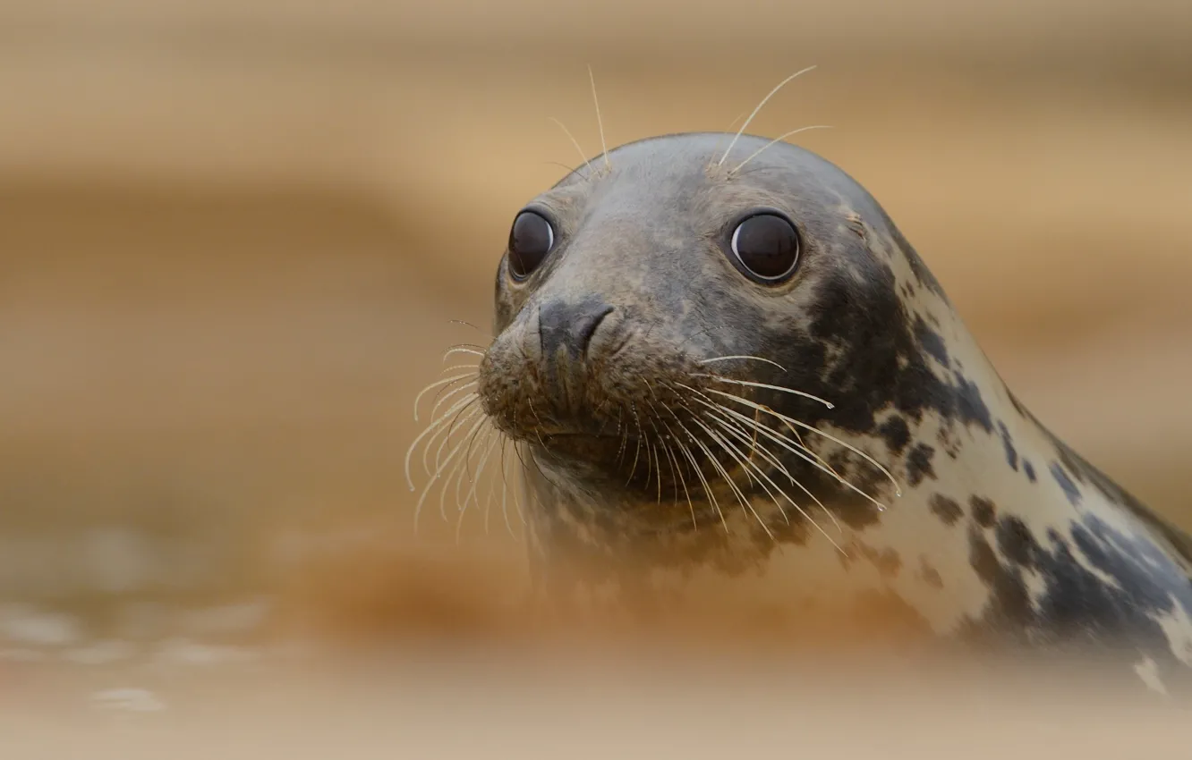 Photo wallpaper look, water, seal, portrait, cub, face, Navy seal