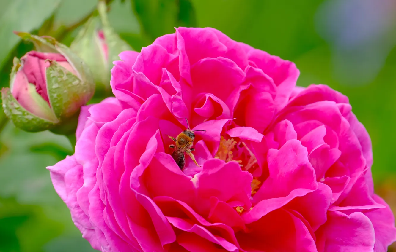 Photo wallpaper macro, flowers, bee, roses, insect, pink, green background