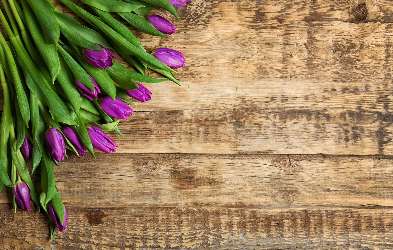 Photo wallpaper flowers, bouquet, tulips, wood, flowers, tulips, spring, purple