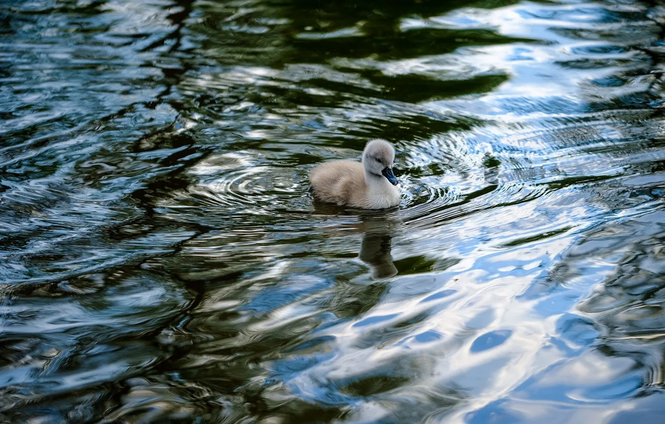 Photo wallpaper water, ruffle, baby, swans, Chicks, pond, swimming, the Lebeda