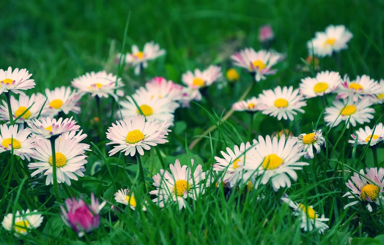 Photo wallpaper grass, flowers, blur, white, field, Daisy
