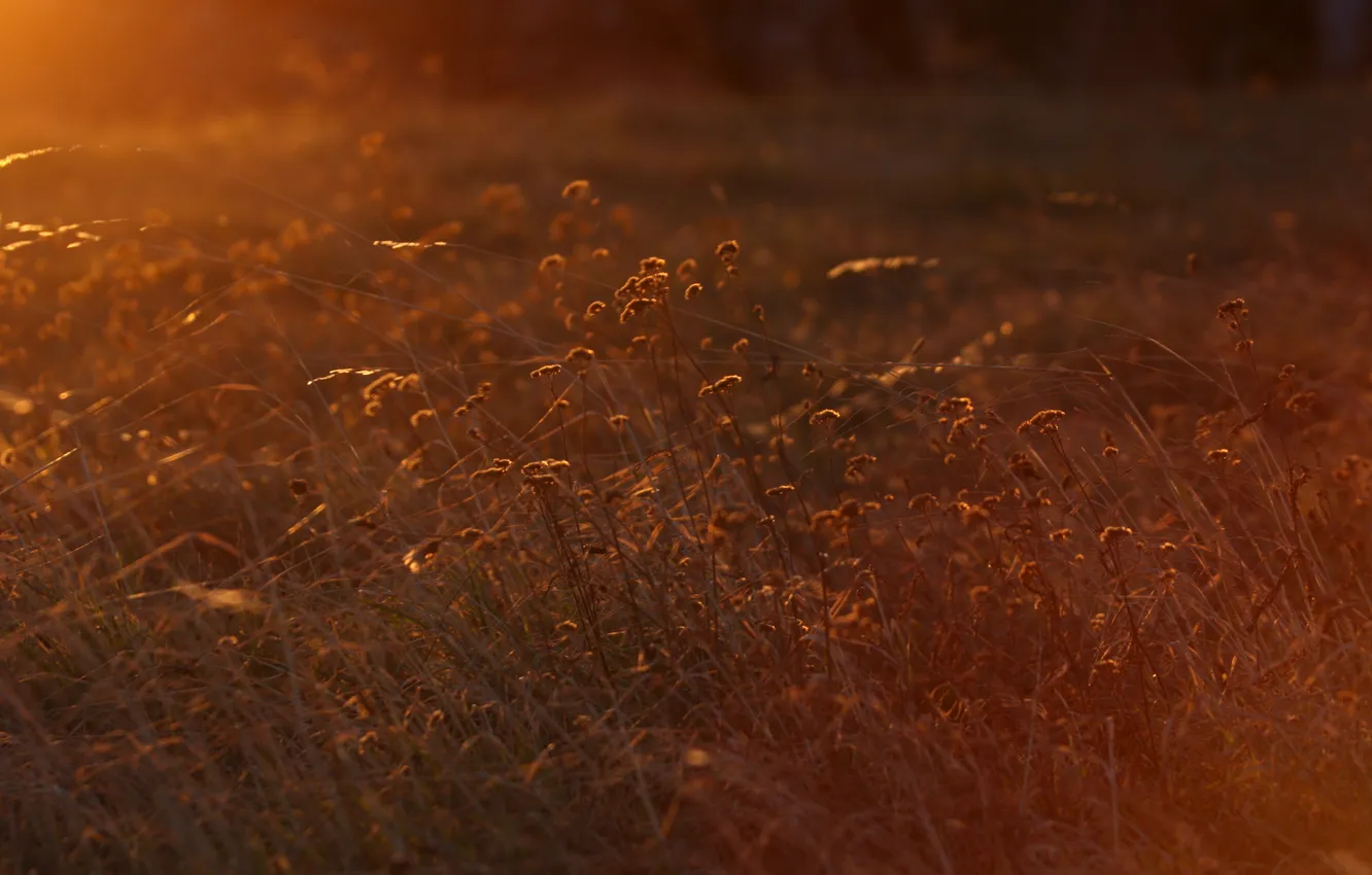 Photo wallpaper grass, the sun, macro, light, sunset