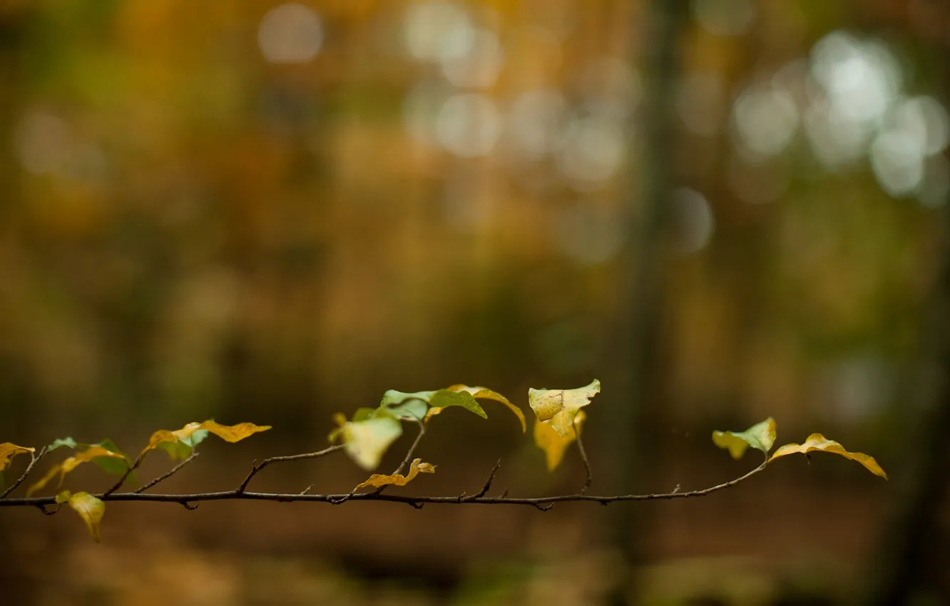 Photo wallpaper leaves, macro, branches, nature, leaf
