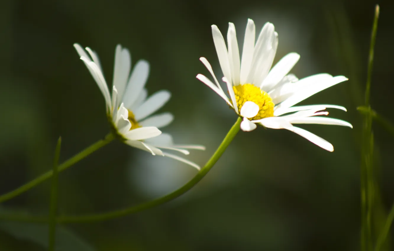 Photo wallpaper summer, flowers, nature, background, black, two, chamomile, pair