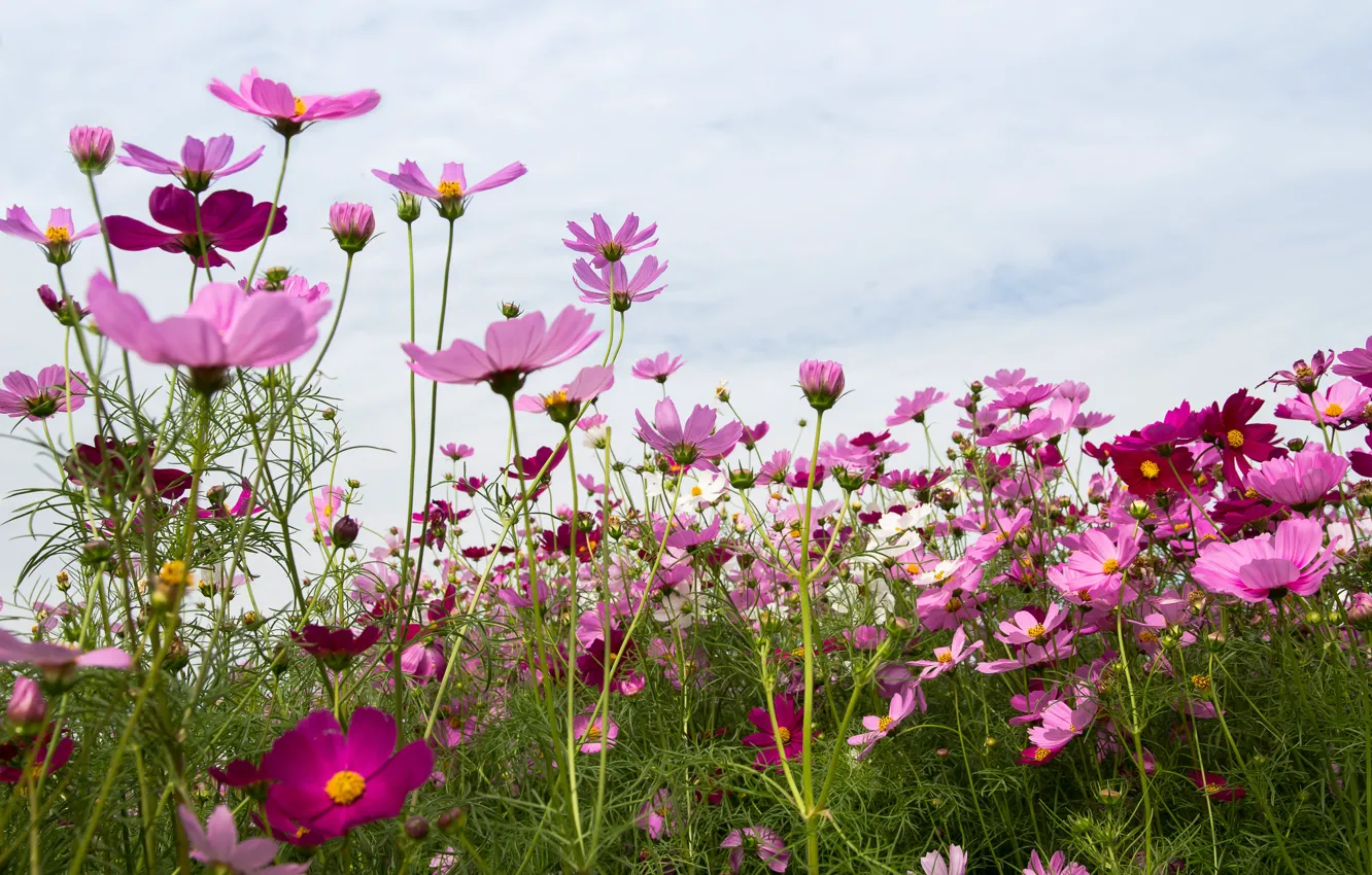 Photo wallpaper field, summer, the sky, flowers, summer, pink, field, pink