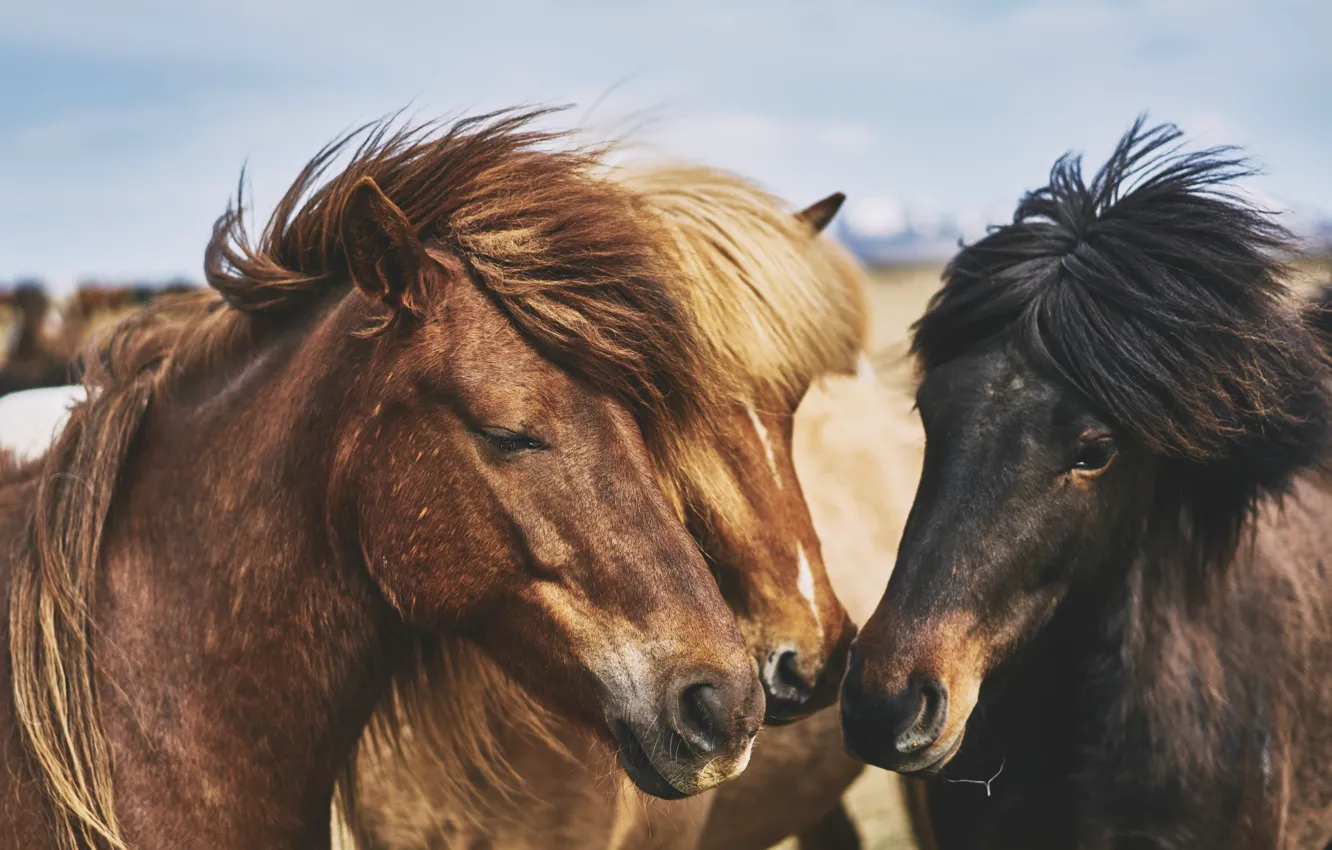 Photo wallpaper face, nature, horse, horse, three, crows, trio, chestnut