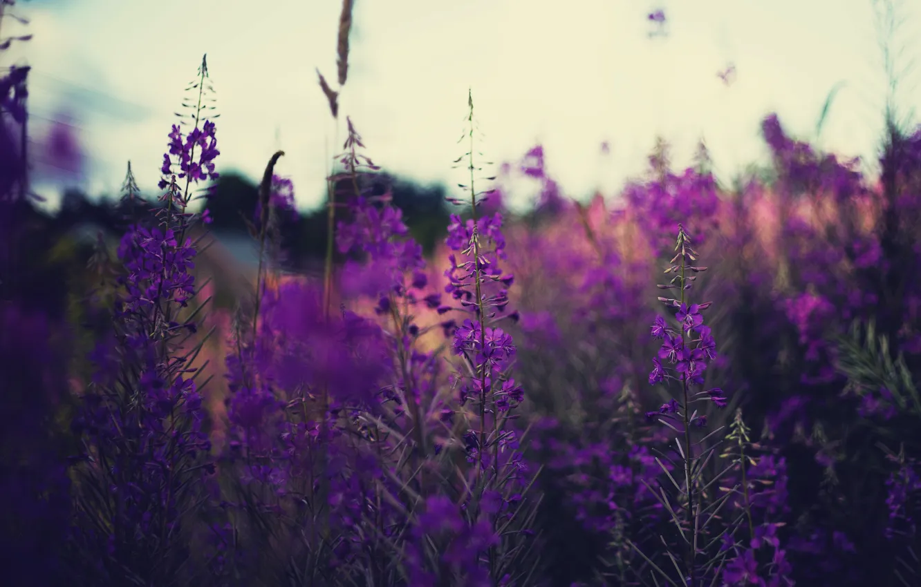 Photo wallpaper field, flowers, stems, lavender