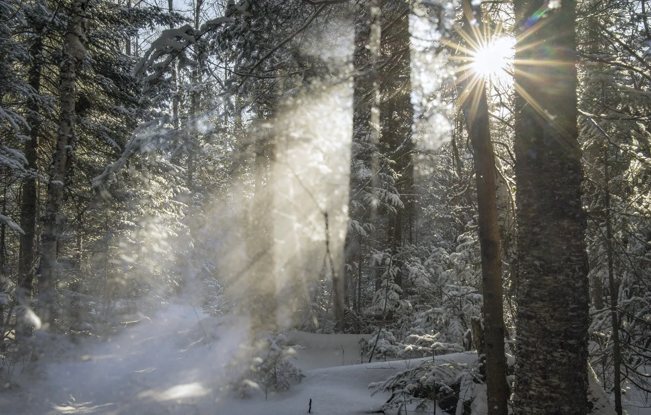 Photo wallpaper winter, forest, the sun, rays, trees