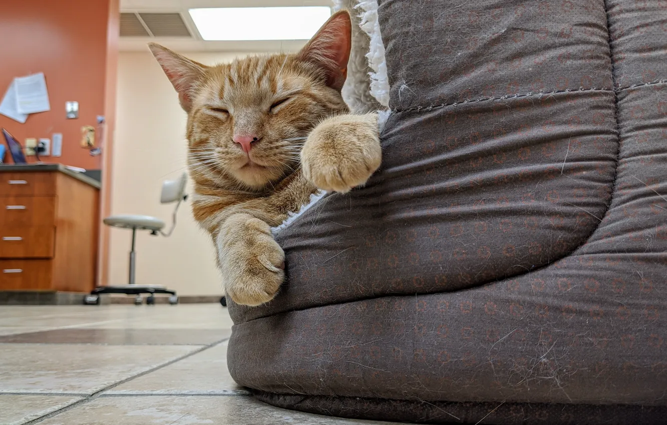 Photo wallpaper cat, cat, stay, sleeping, red, bench