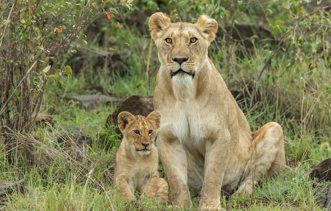 Photo wallpaper look, nature, foliage, baby, pair, lions, lioness, mom
