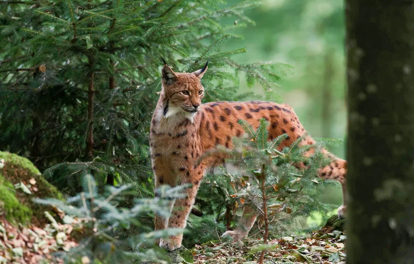 Photo wallpaper nature, lynx, wild cat, nature, wild cat, Lynx
