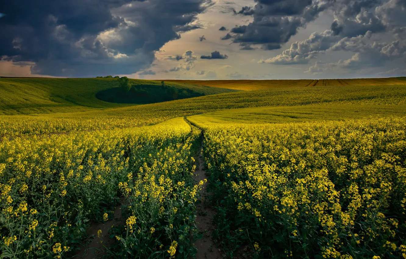 Photo wallpaper field, the sky, flowers, hills, spring, dal, space, path