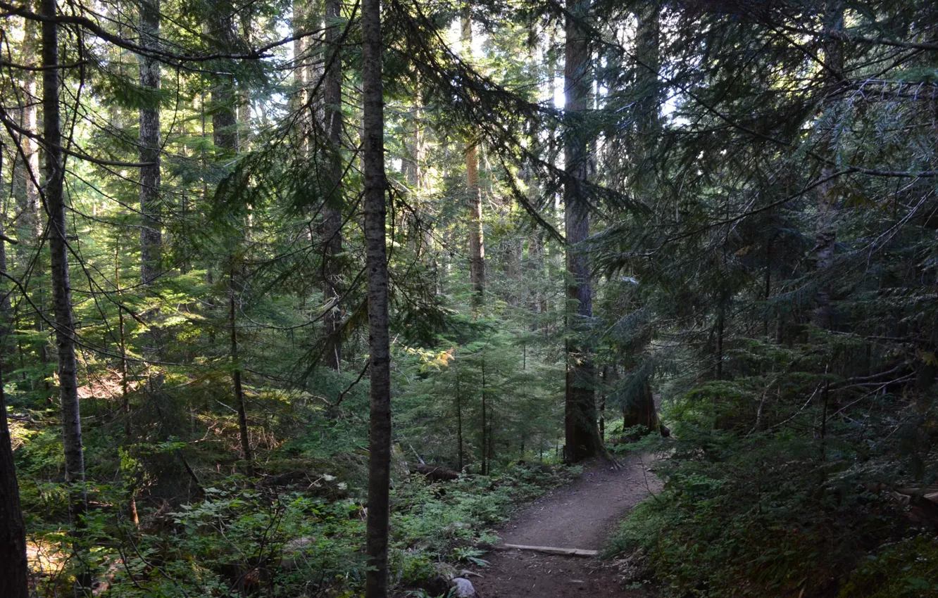 Photo wallpaper forest, trees, nature, USA, path, National Park mount Rainier