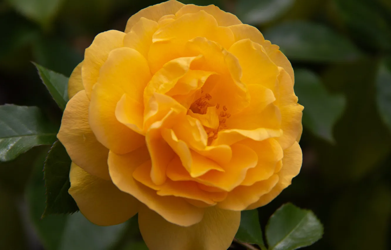 Photo wallpaper macro, yellow, roses