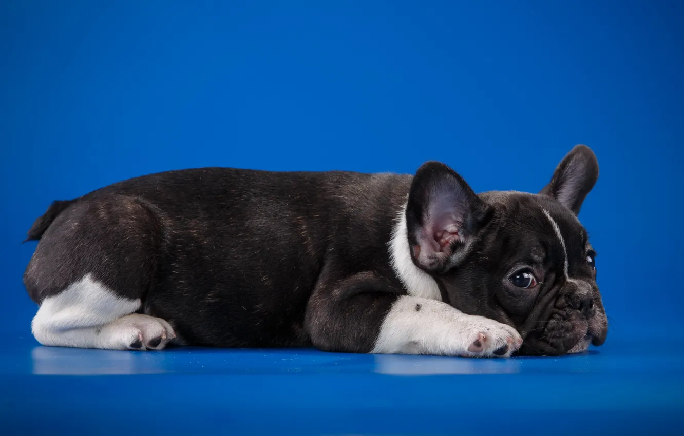 Photo wallpaper puppy, bulldog, French