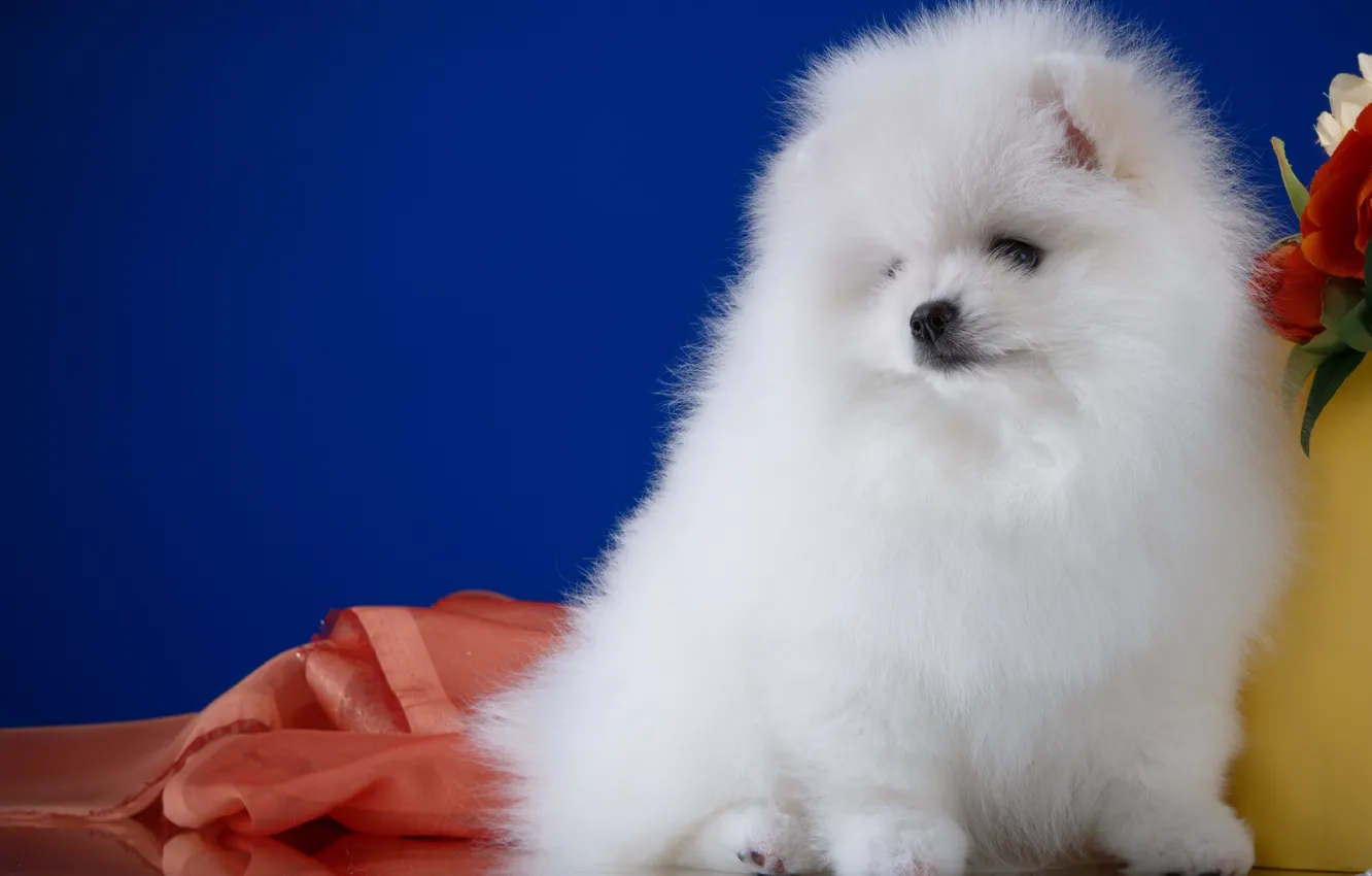 Photo wallpaper white, sweetheart, Spitz