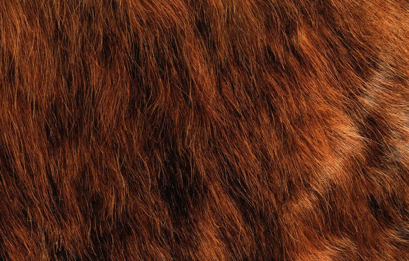 Photo wallpaper texture, fur, animal texture, background desktop