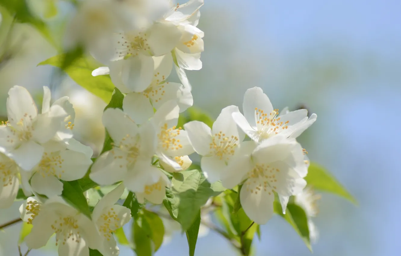 Photo wallpaper leaves, flowers, branches, white, flowering, blue background, bokeh, Mock orange