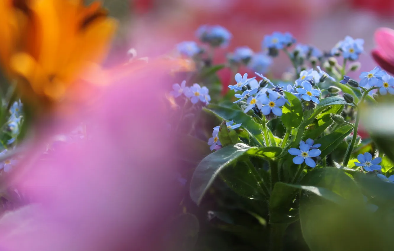 Photo wallpaper flowers, blue, blur, pink background, blur, a bunch, bokeh, forget-me-nots