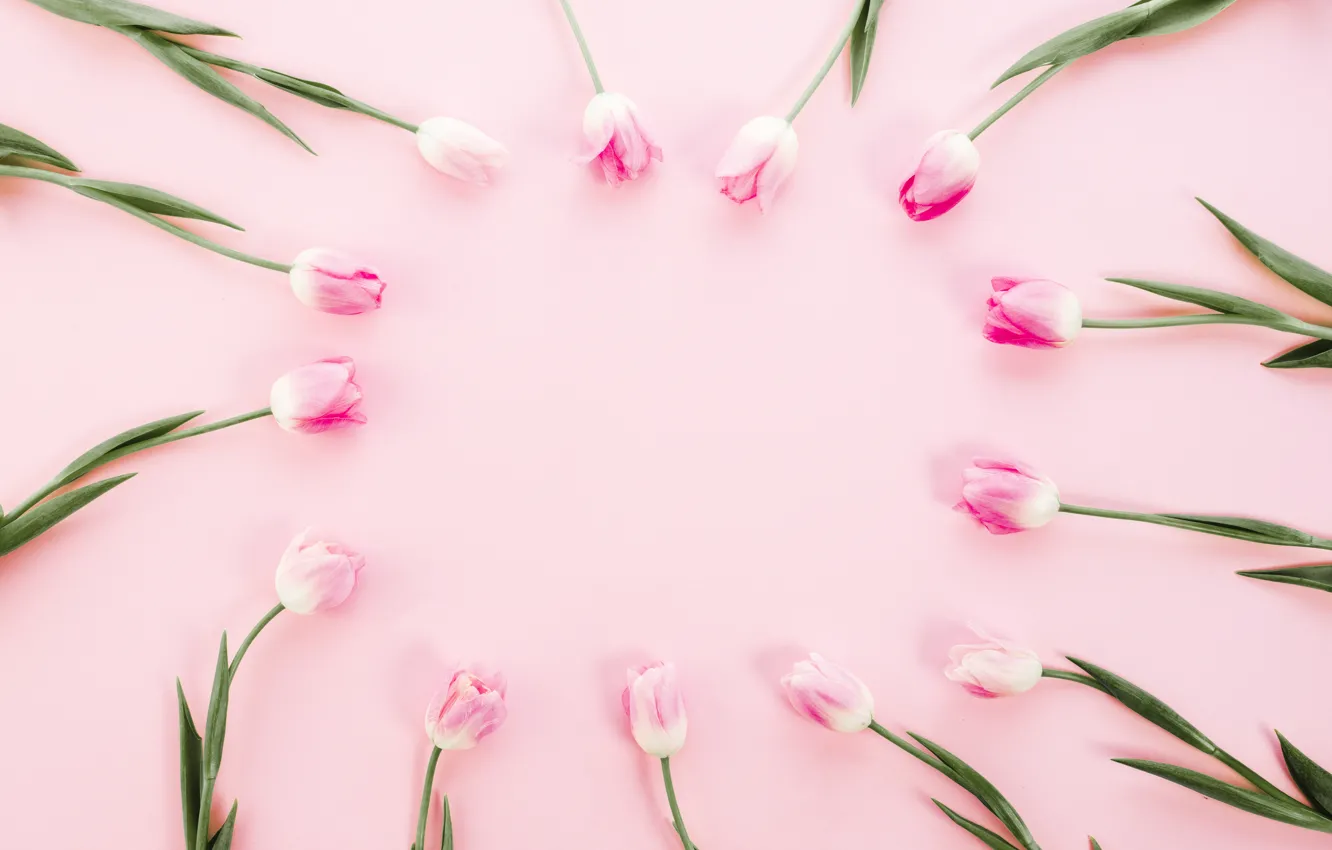 Photo wallpaper flowers, tulips, pink, pink, flowers, tulips, spring