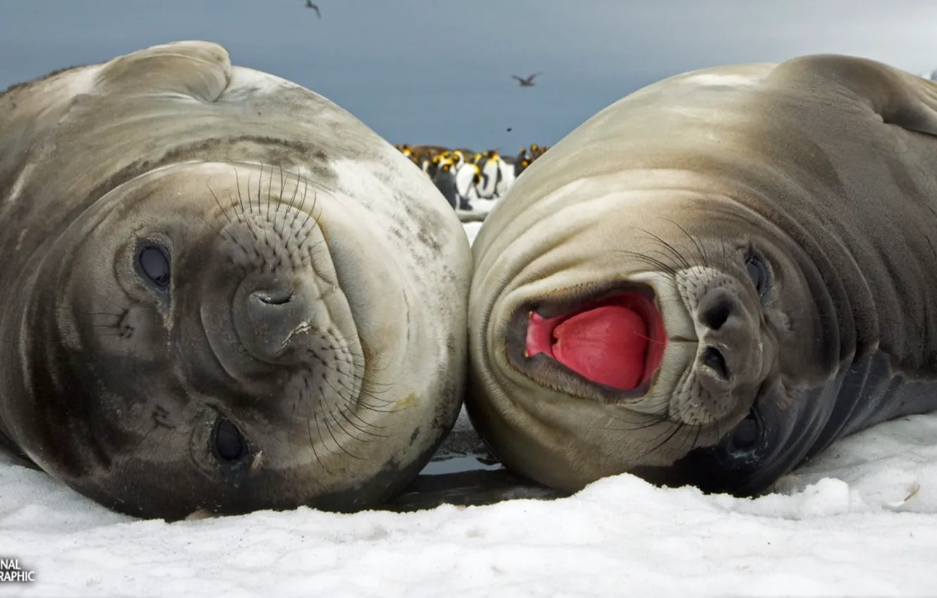 Photo wallpaper National Geographic, animals, snow, SEALs, two black sea lions